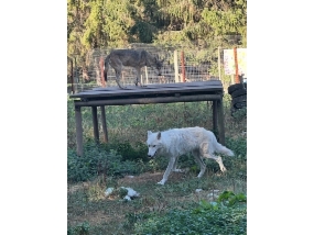 Customer Photo of Wild Wolf Feeding Experience for Two